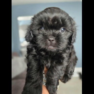 Shihpoo - Both
