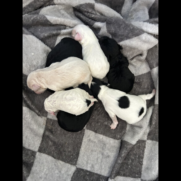 Shihpoo - Both