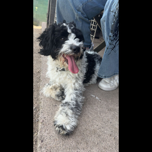 Shihpoo - Both