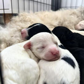 Shihpoo - Both