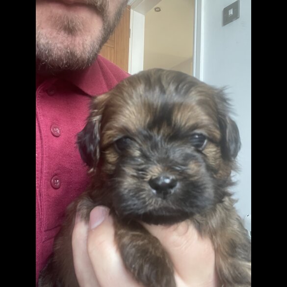 Shihpoo