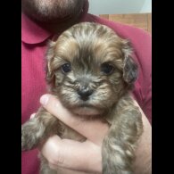 Shihpoo