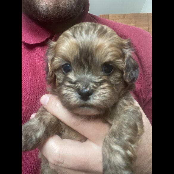 Shihpoo