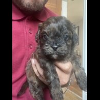 Shihpoo