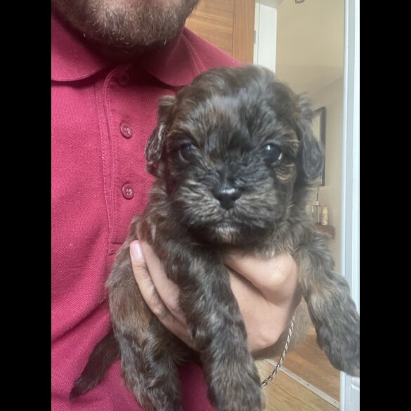 Shihpoo