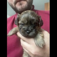 Shihpoo