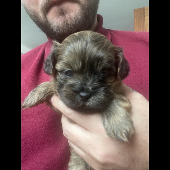 Shihpoo