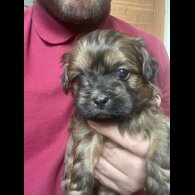 Shihpoo