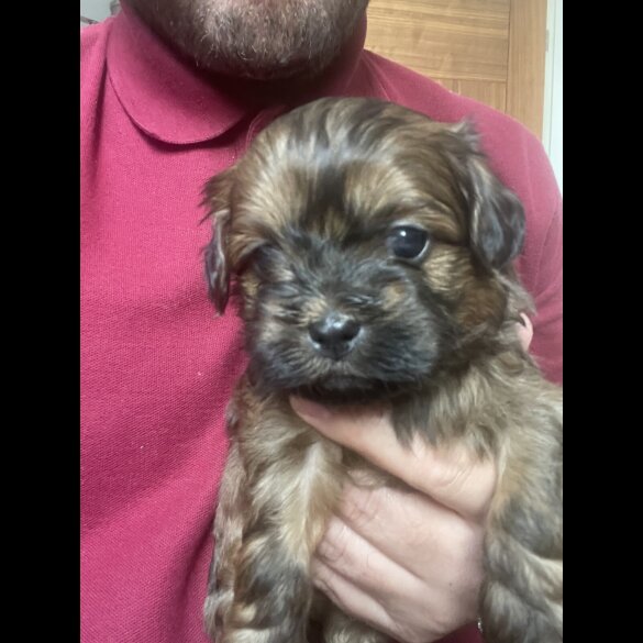 Shihpoo