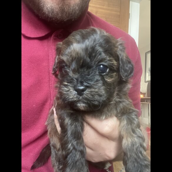 Shihpoo