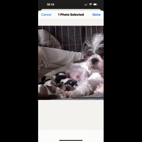 Shih Tzu