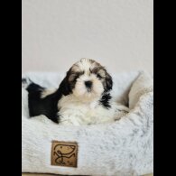 Shih Tzu