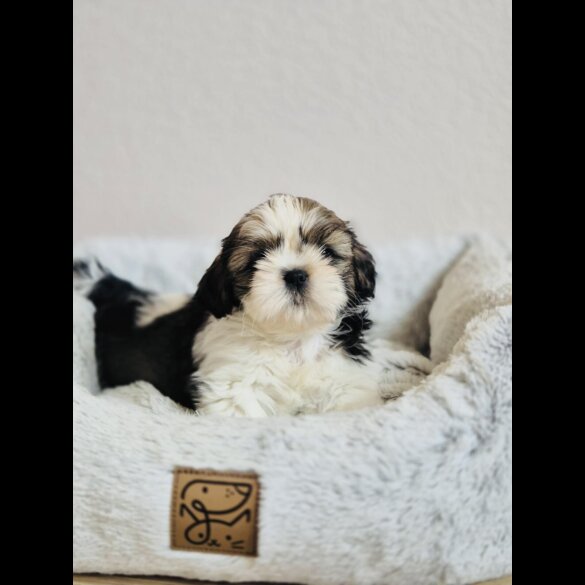 Shih Tzu