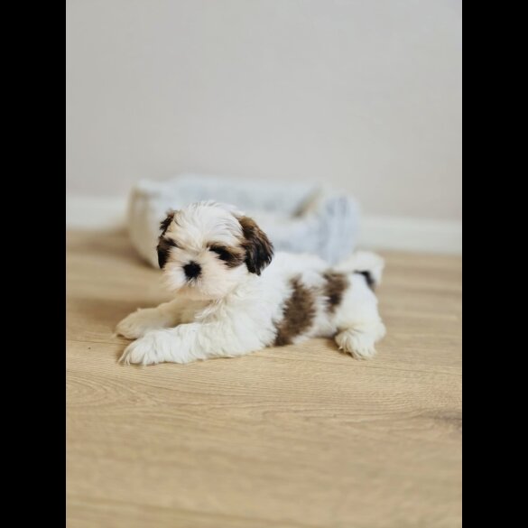Shih Tzu