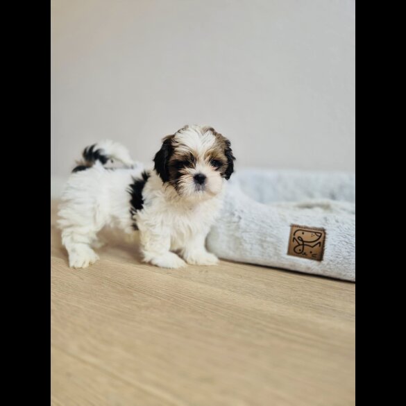 Shih Tzu
