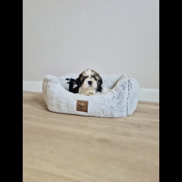 Shih Tzu