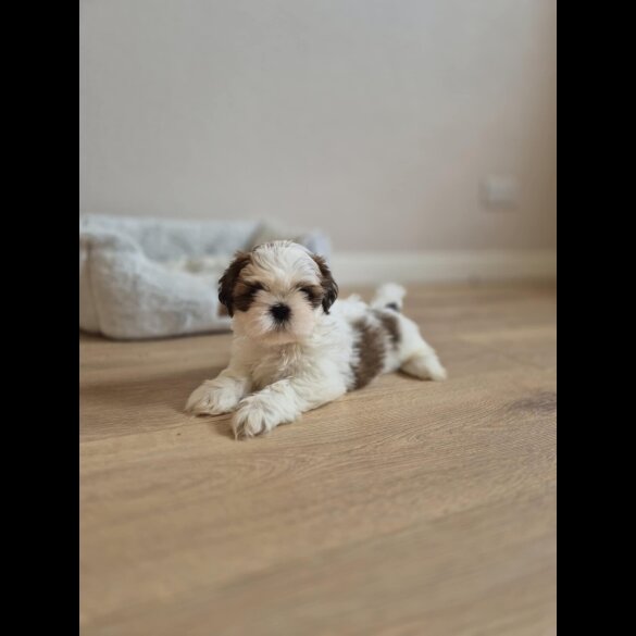 Shih Tzu