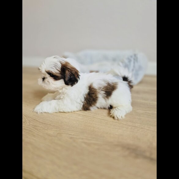 Shih Tzu