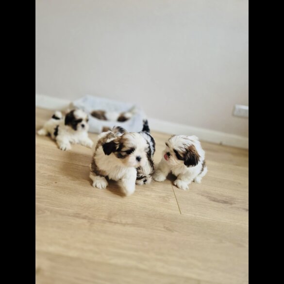 Shih Tzu
