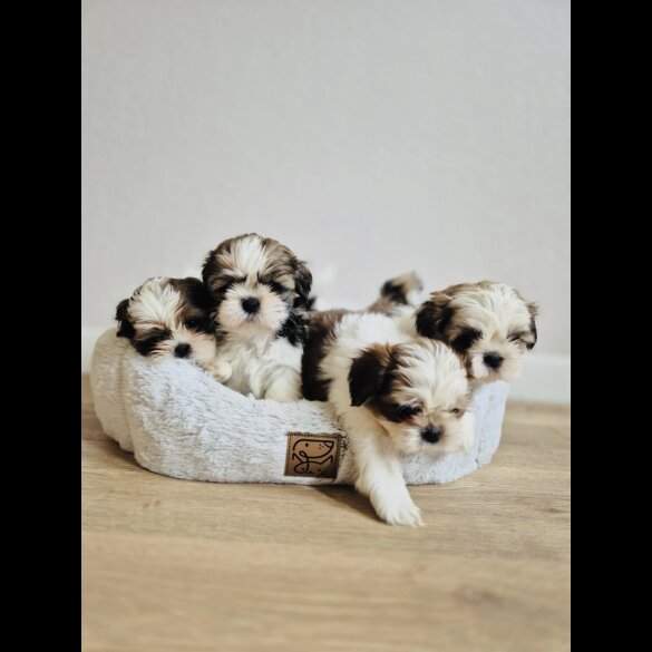 Shih Tzu