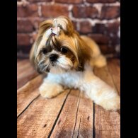 Shih Tzu