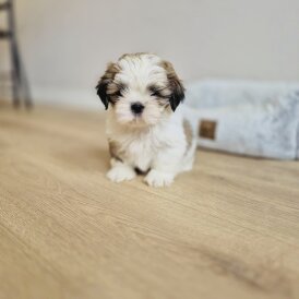 Shih Tzu