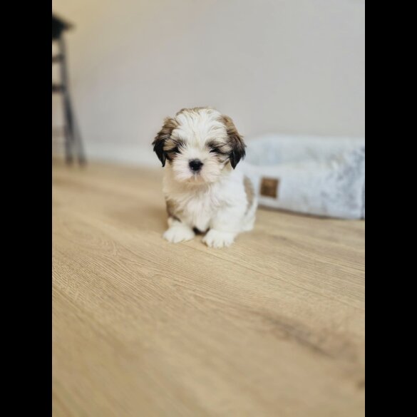 Shih Tzu
