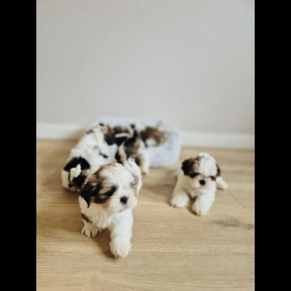 Shih Tzu