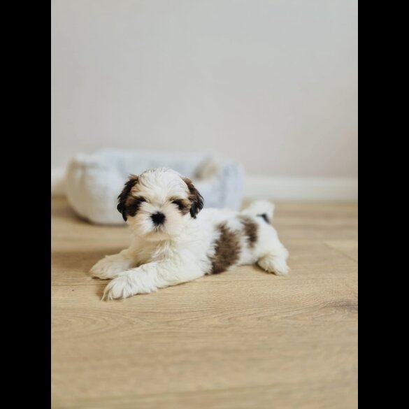 Shih Tzu