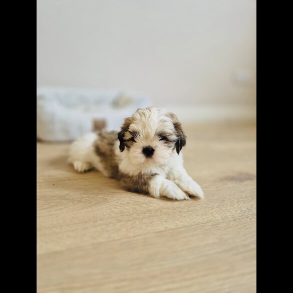 Shih Tzu