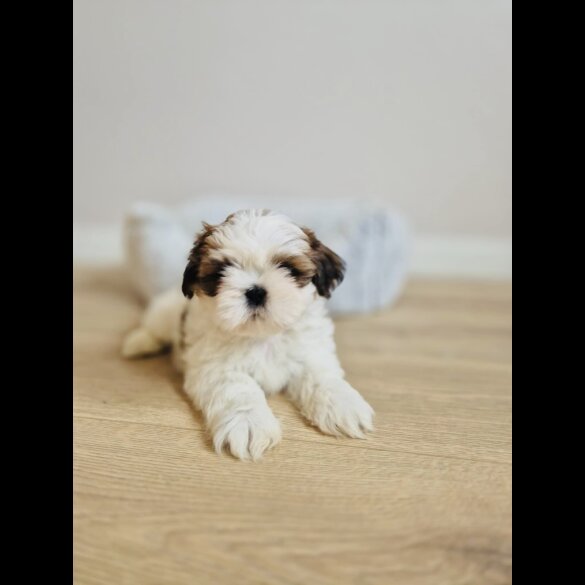 Shih Tzu