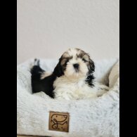Shih Tzu