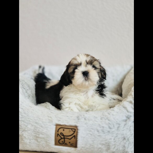 Shih Tzu