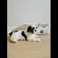 Shih Tzu