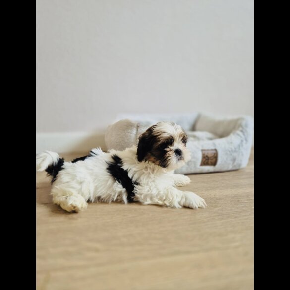 Shih Tzu