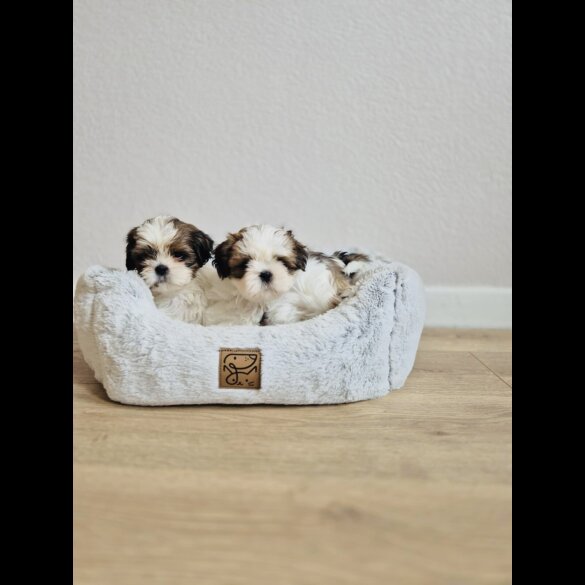 Shih Tzu