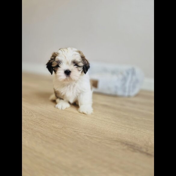 Shih Tzu
