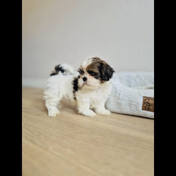 Shih Tzu