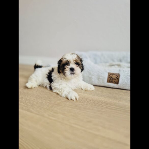 Shih Tzu