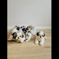 Shih Tzu