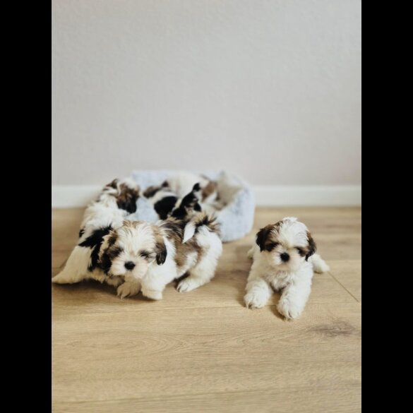 Shih Tzu