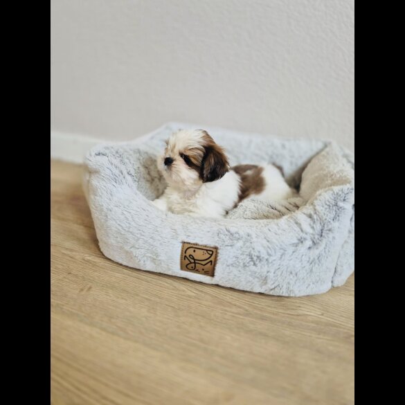 Shih Tzu