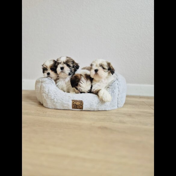 Shih Tzu