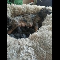 Poodle