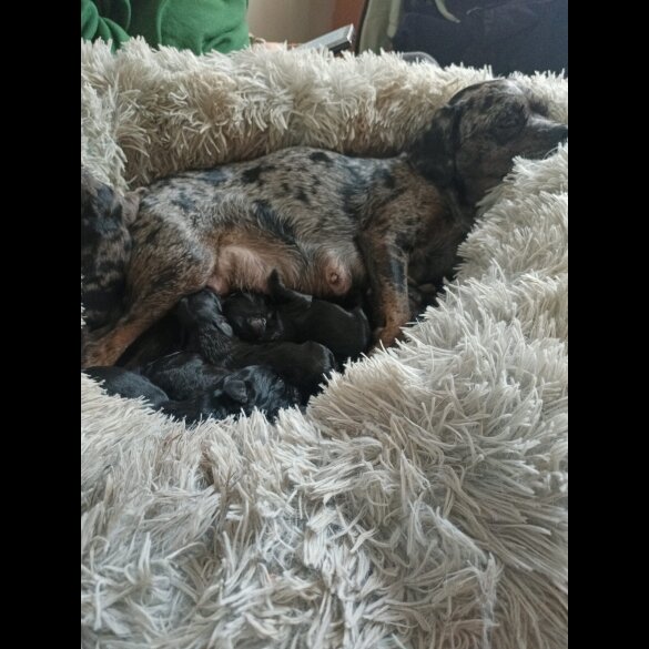 Poodle
