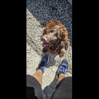 Cocker Spaniel (Show)