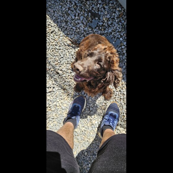 Cocker Spaniel (Show)