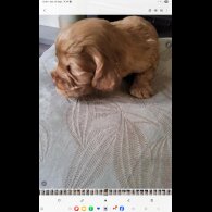 Cocker Spaniel (Show)