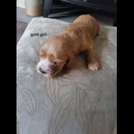 Cocker Spaniel (Show)