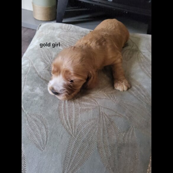 Cocker Spaniel (Show)